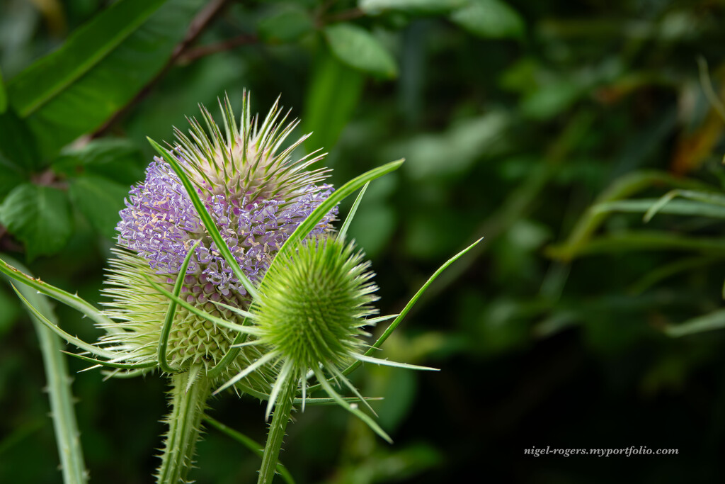 Teasel by nigelrogers