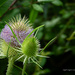 Teasel by nigelrogers