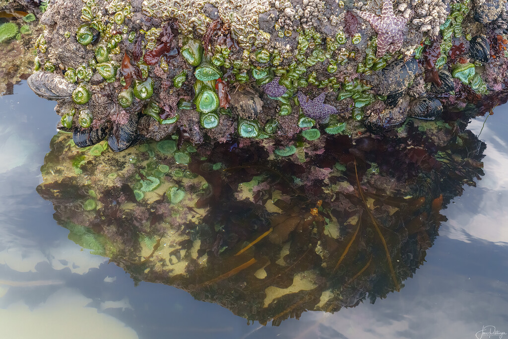 Tide Pool Reflections by jgpittenger