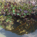 Tide Pool Reflections by jgpittenger