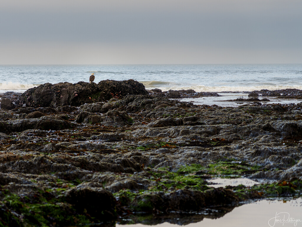 Eagle on the Rocks by jgpittenger