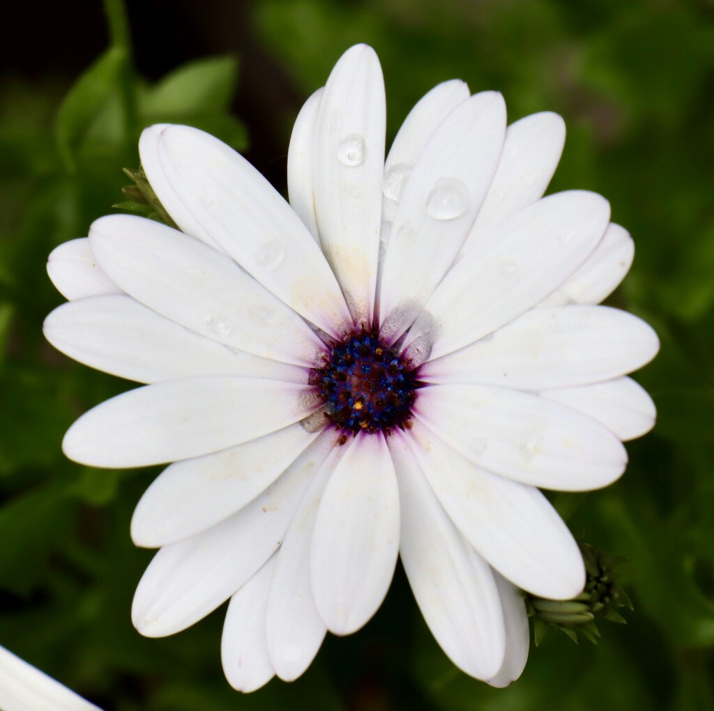 African Daisy? by jeremyccc