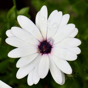 3rd Aug 2024 - African Daisy?