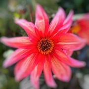 3rd Aug 2024 - Dahlia