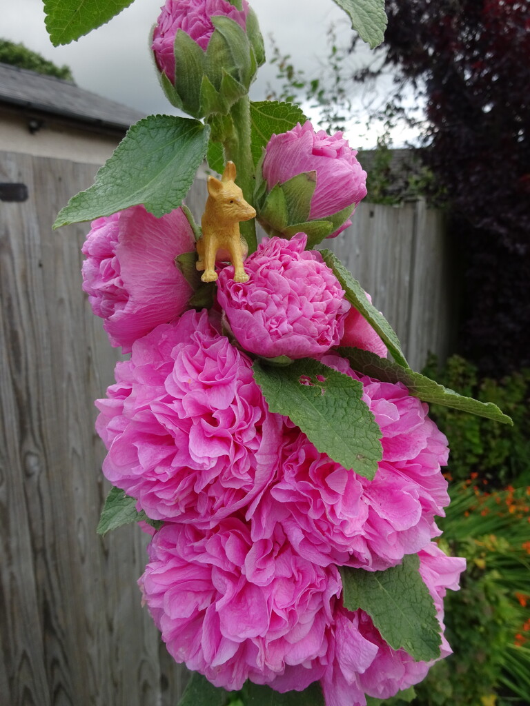 hollyhocks! by anniesue