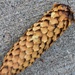 Just A Pine Cone  by bjywamer