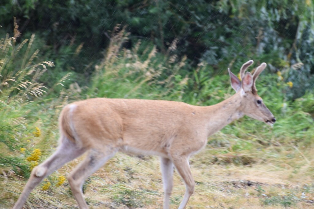 Smaller Whitetail Buck by bjywamer