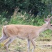 Smaller Whitetail Buck by bjywamer