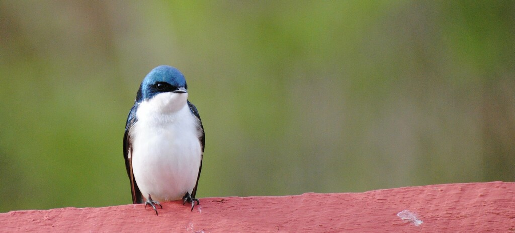 Day 196 Mom or Dad Tree Swallow ? by jeanniec57