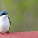 Day 196 Mom or Dad Tree Swallow ? by jeanniec57