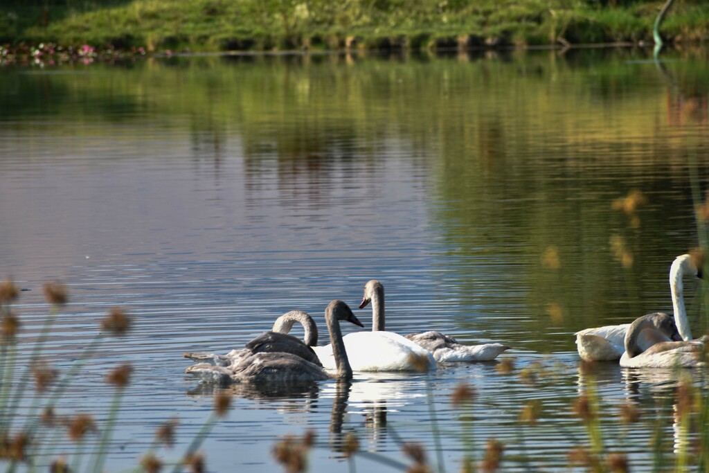 Swan Family by bjywamer