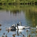 Swan Family by bjywamer