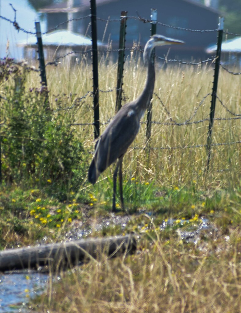 Great Blue Heron by bjywamer