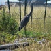 Great Blue Heron by bjywamer