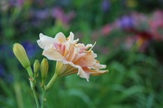 2nd Aug 2024 - Rainbow Bokeh