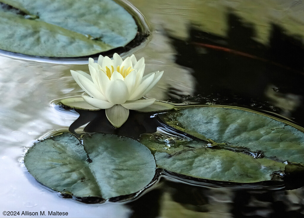 In The Pond by falcon11