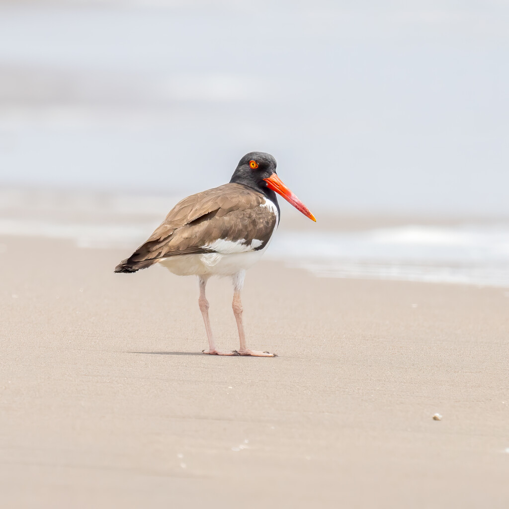 American Oystercatcher by nicoleweg