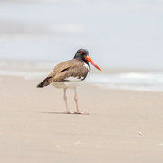 27th Jul 2024 - American Oystercatcher