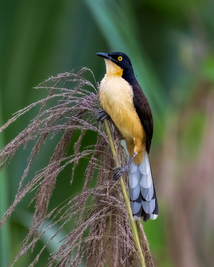 Black-capped Donacobius by nicoleweg