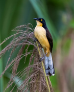 23rd Jul 2024 - Black-capped Donacobius