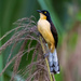 Black-capped Donacobius by nicoleweg