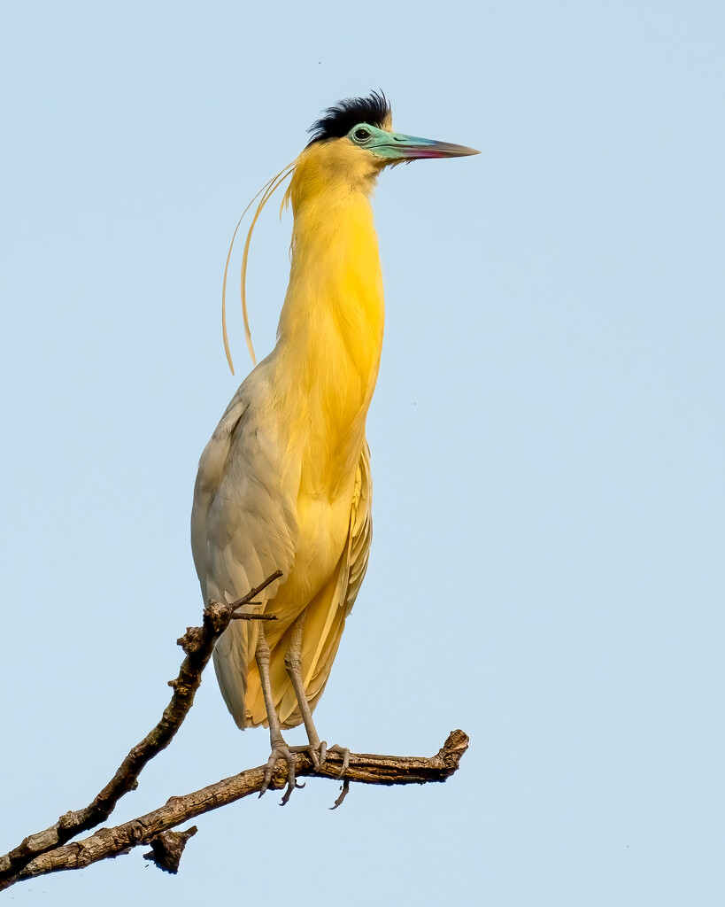 Capped Heron by nicoleweg