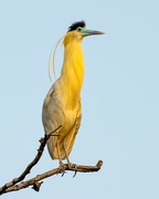 25th Jul 2024 - Capped Heron