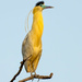 Capped Heron by nicoleweg