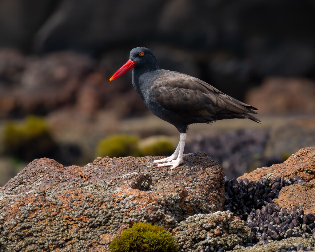 Blackish Oystercatcher  by nicoleweg