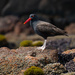 Blackish Oystercatcher  by nicoleweg