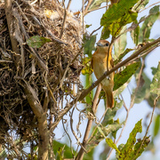 22nd Jul 2024 - Female Cinereous Becard at nest