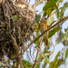 Female Cinereous Becard at nest by nicoleweg