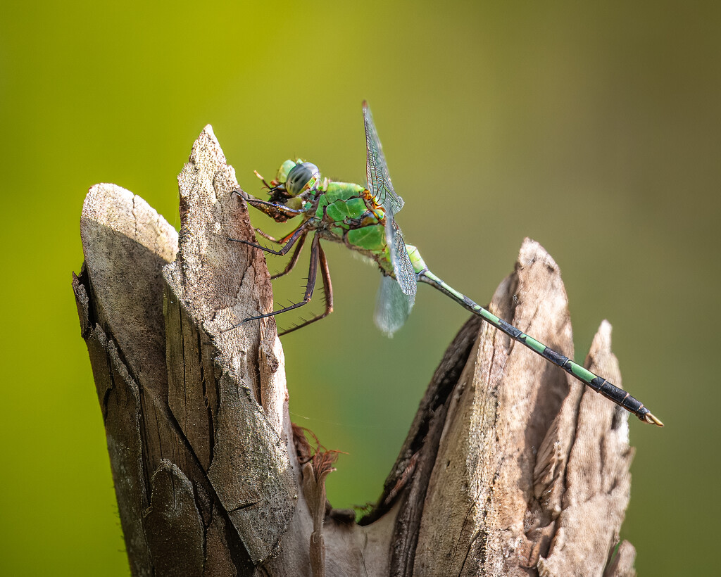 Dragonfly by nicoleweg