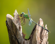 21st Jul 2024 - Dragonfly