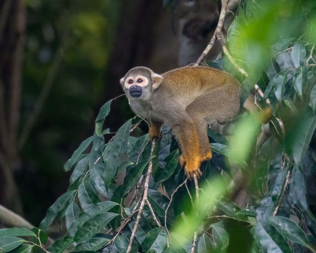 Ecuadorian Squirrel Monkey  by nicoleweg