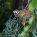 Ecuadorian Squirrel Monkey  by nicoleweg