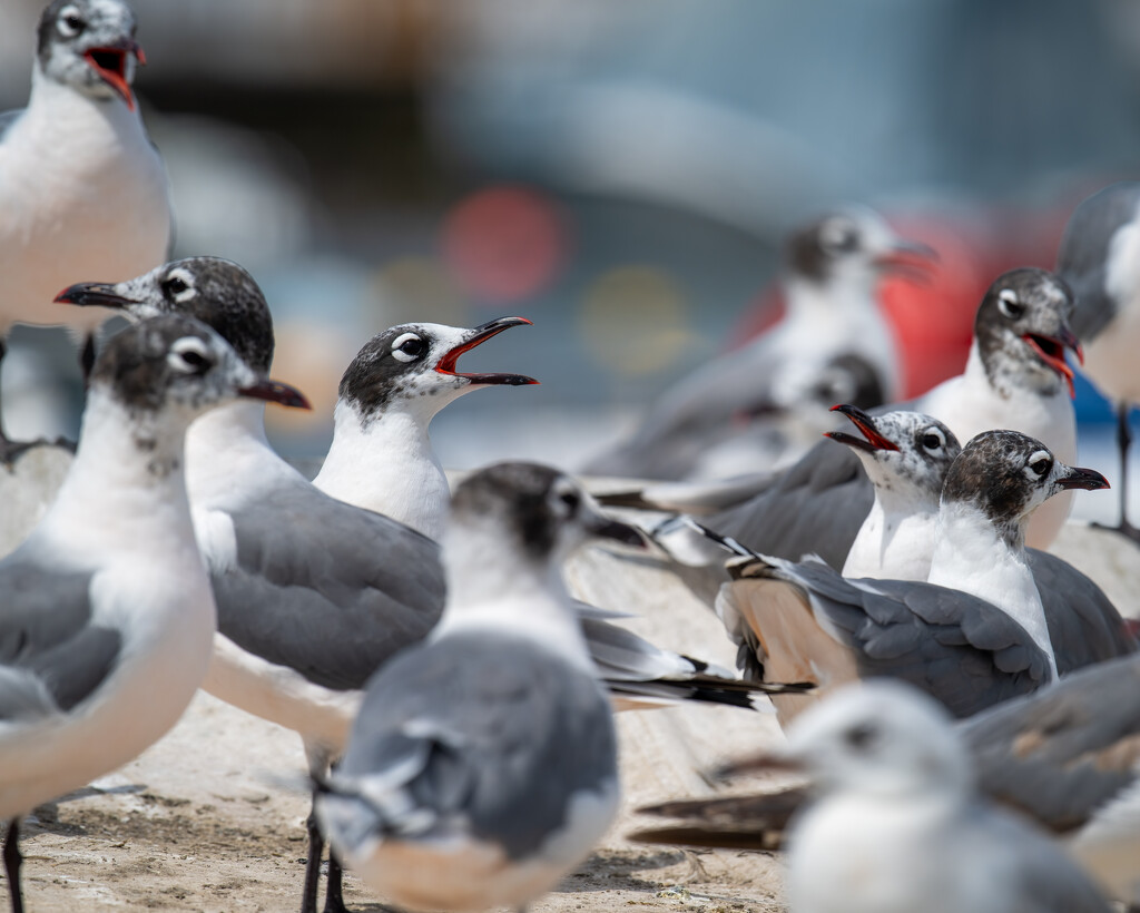 Franklin's Gull  by nicoleweg