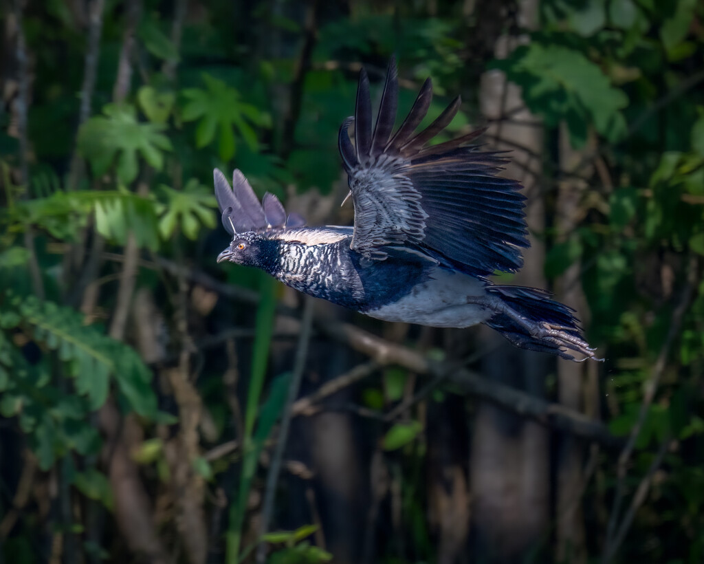 Horned Screamer  by nicoleweg