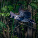 Horned Screamer  by nicoleweg