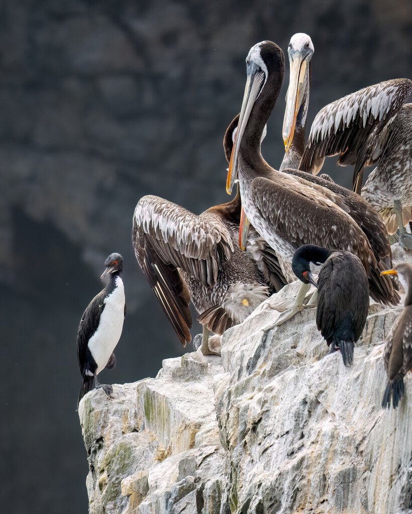 Guanay Cormorants and Pelicans by nicoleweg