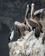 30th Jul 2024 - Guanay Cormorants and Pelicans