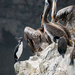 Guanay Cormorants and Pelicans by nicoleweg