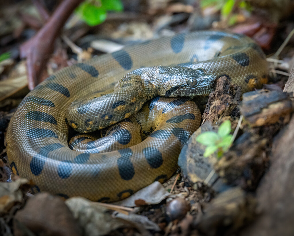 Green Anaconda  by nicoleweg