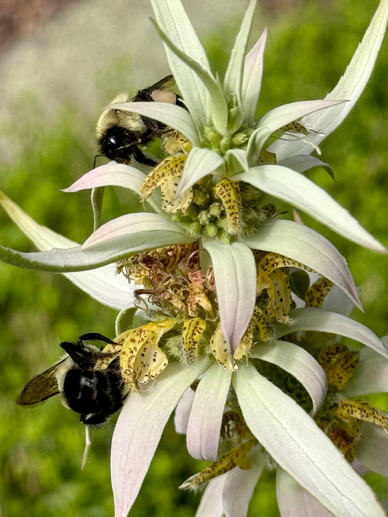 Spotted Bee Balm and Bees by berelaxed