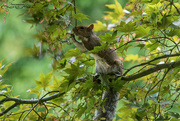 2nd Aug 2024 - Maple Seeds