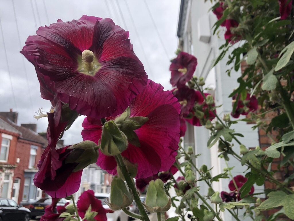 Hollyhocks by sleepingexplorer