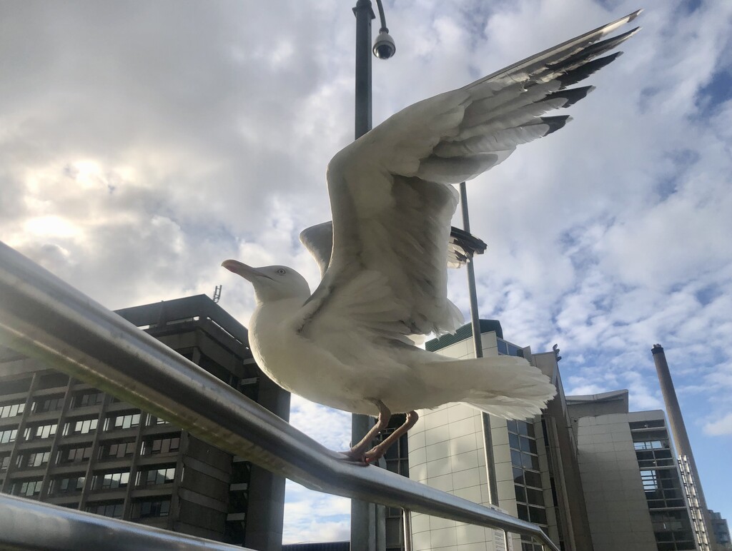 Seagull  by sleepingexplorer