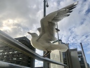 21st Jul 2024 - Seagull 