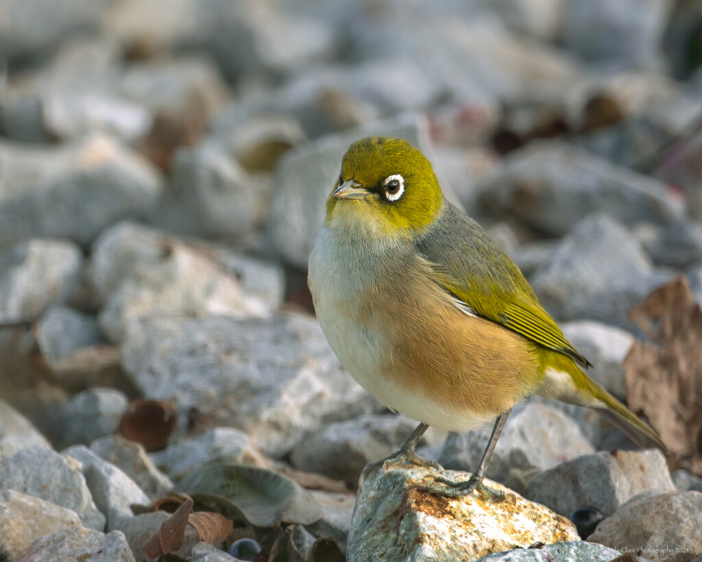 Tauhou/Silvereye by nickspicsnz