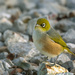 Tauhou/Silvereye